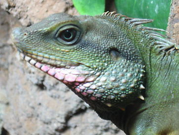 Afbeelding: Ook reptielen en insecten hebben een plaatsje binnen het Aquaria KLCC