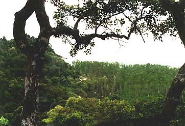 Afbeelding: Zicht over Bako National Park.