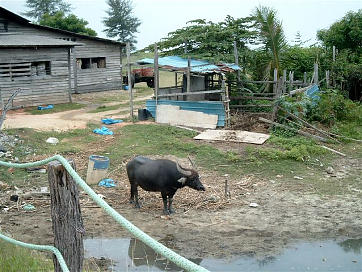 Afbeelding: Een buffel in Besarah.