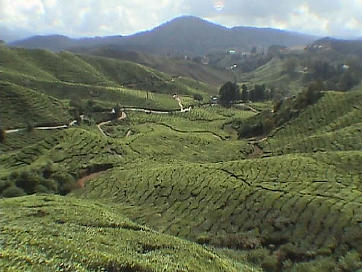 Afbeelding: De BOH thee plantages in Cameron Highlands