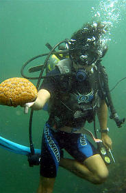 Afbeelding: Een divemaster