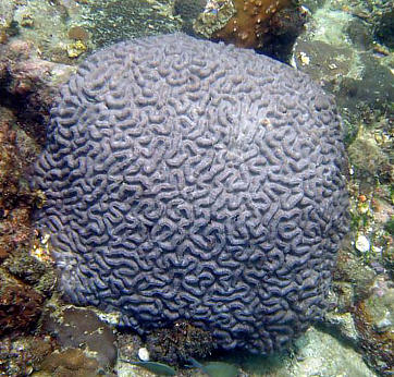 Afbeelding: Een hersenkoraal