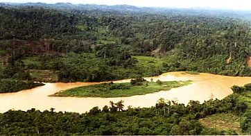 Afbeelding: Het regenwoud vanuit het vliegtuig.