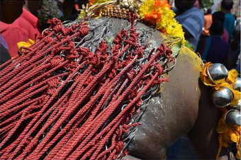 Afbeelding: Een deelnemer aan het Thaipusamfestival met vleeshaken in de rug.