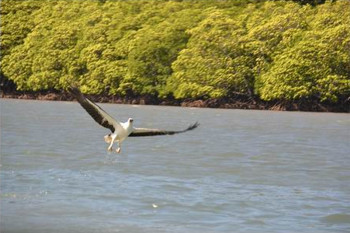 Afbeelding: Zeearend in duikvlucht.