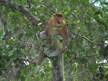Afbeelding: De neusaap die lokaal Orang Belanda, Hollandse aap, noemt.