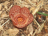 Afbeelding: De Rafflesia