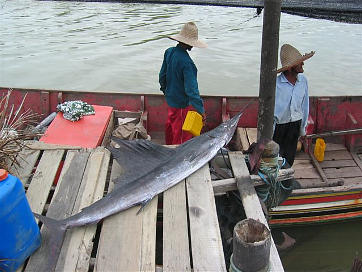 Afbeelding: Sabak, een vissersdorp nabij Kotha Bharu.